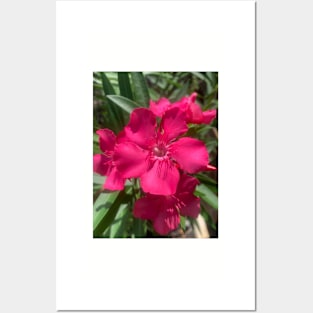 Oleander Flower Posters and Art